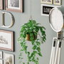 Aberto Design Harpusta - Gold